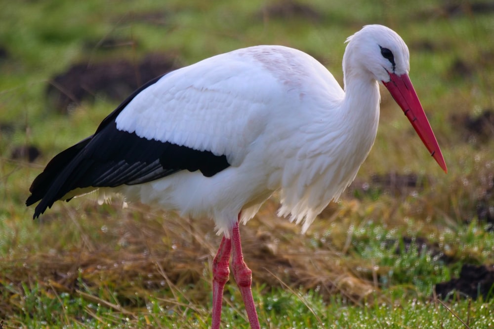 macro photography of white and black stork on green field