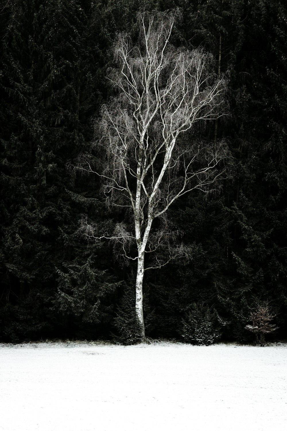 grayscale photography of bare tree near snowy field