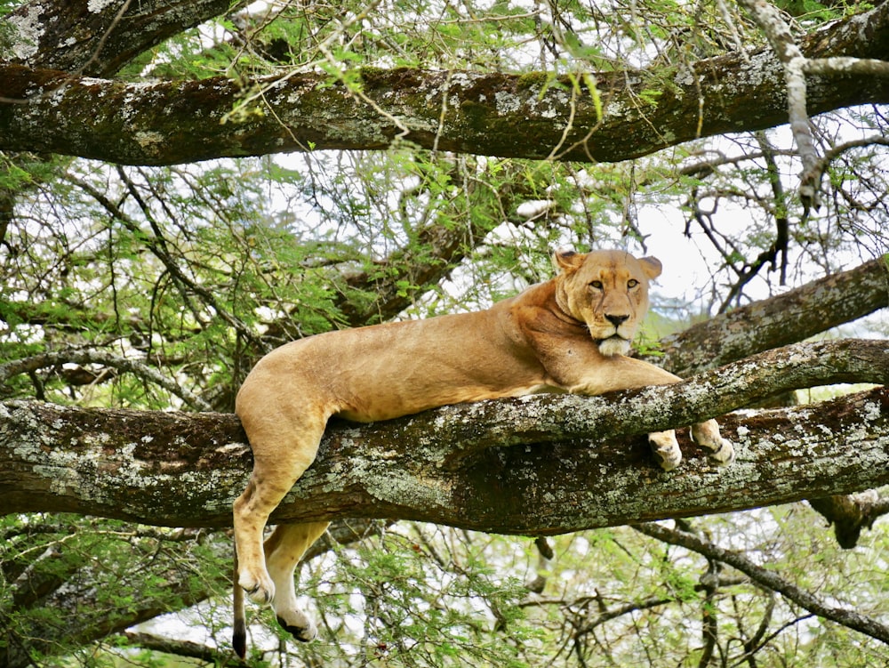 adult lioness lying on tree branch