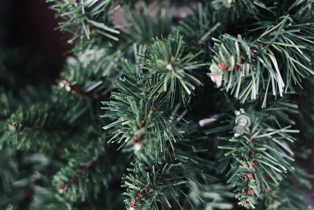 macro photography of green Christmas tree