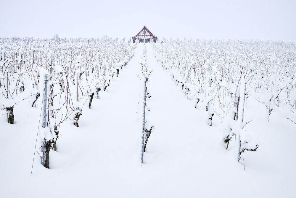 snowfield and house during day