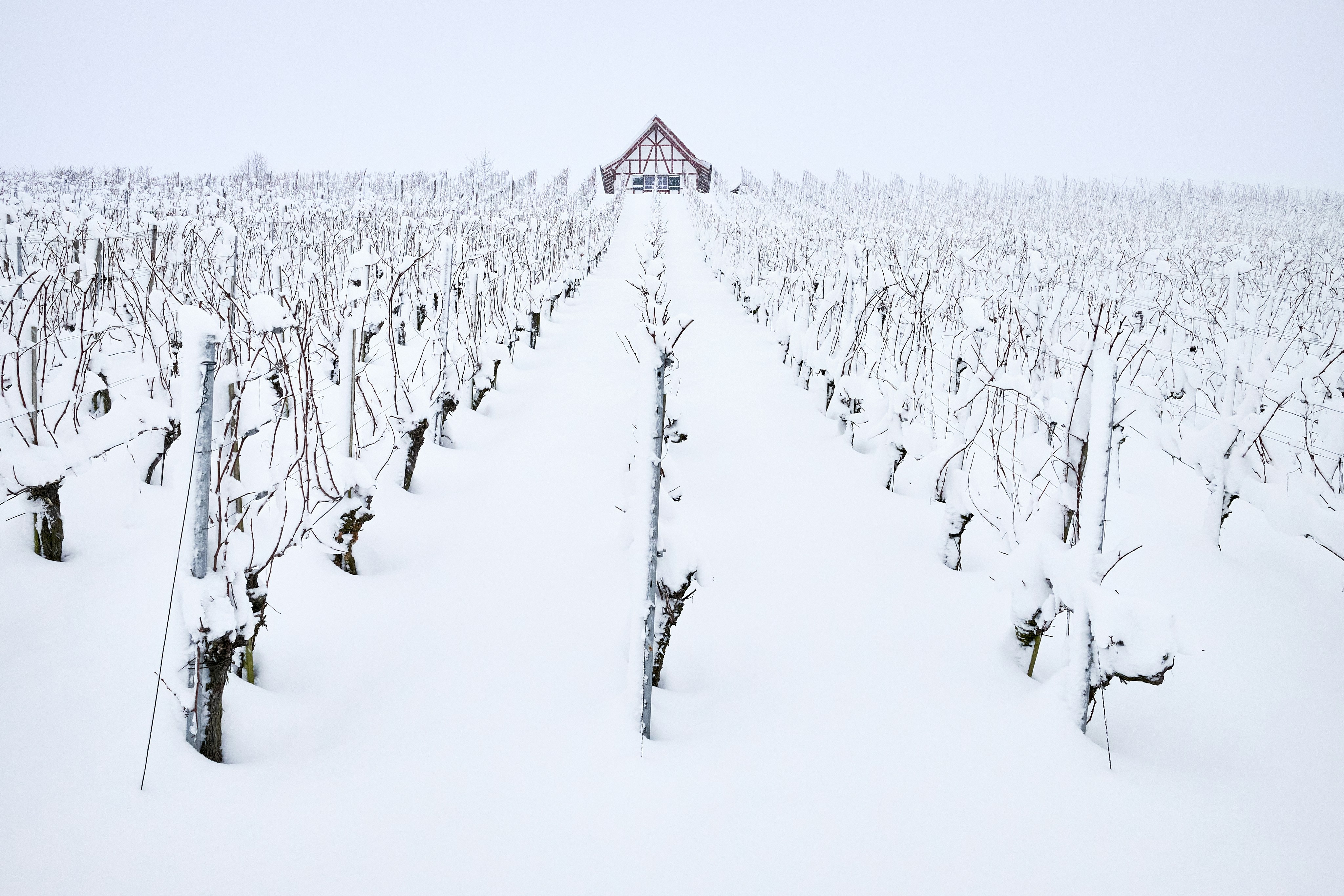 Wineyard fully covered with snow. Full whiteout in snow flurry.