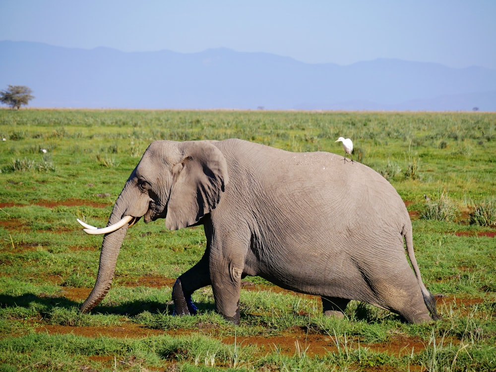 adult elephant walking on grass field