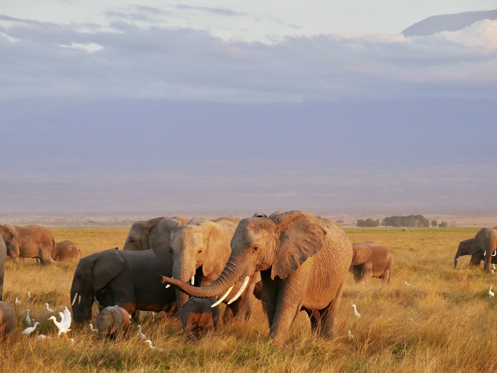 branco di elefanti e vitelli di elefante sul campo di erba durante il giorno