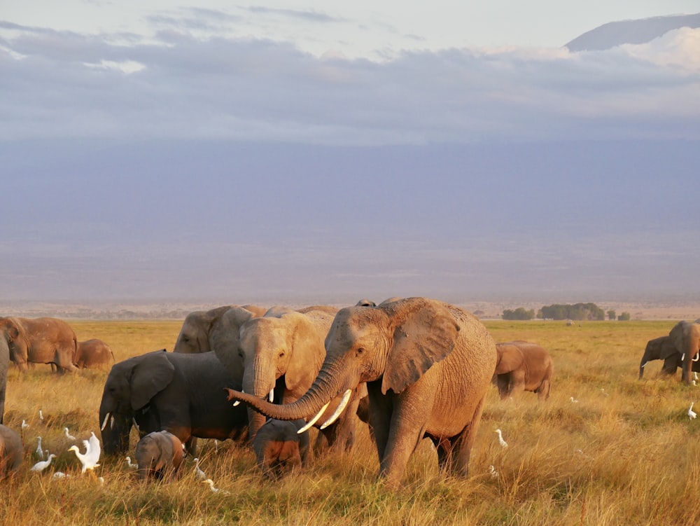 herd of elephants and elephant calves on grass field during day