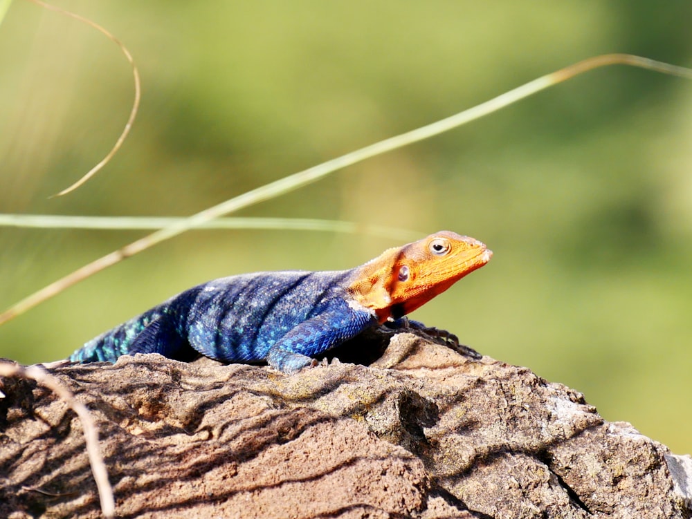 macro photography of blue and orange lizard on rock