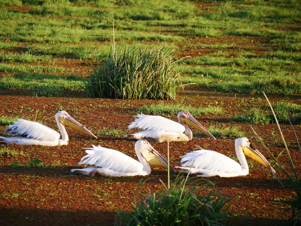 four white pelicans on soil ground