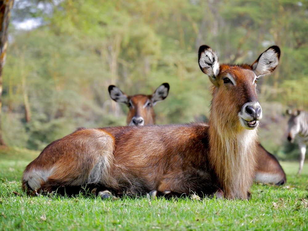 two brown animals sitting on grass