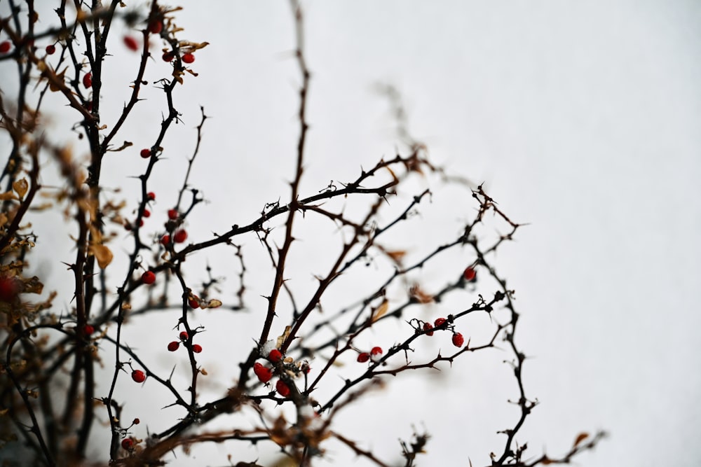 a branch with berries on it against a white background