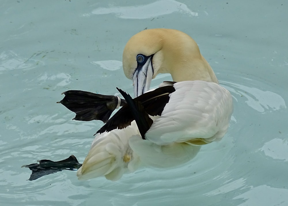 black and white duck on body of water