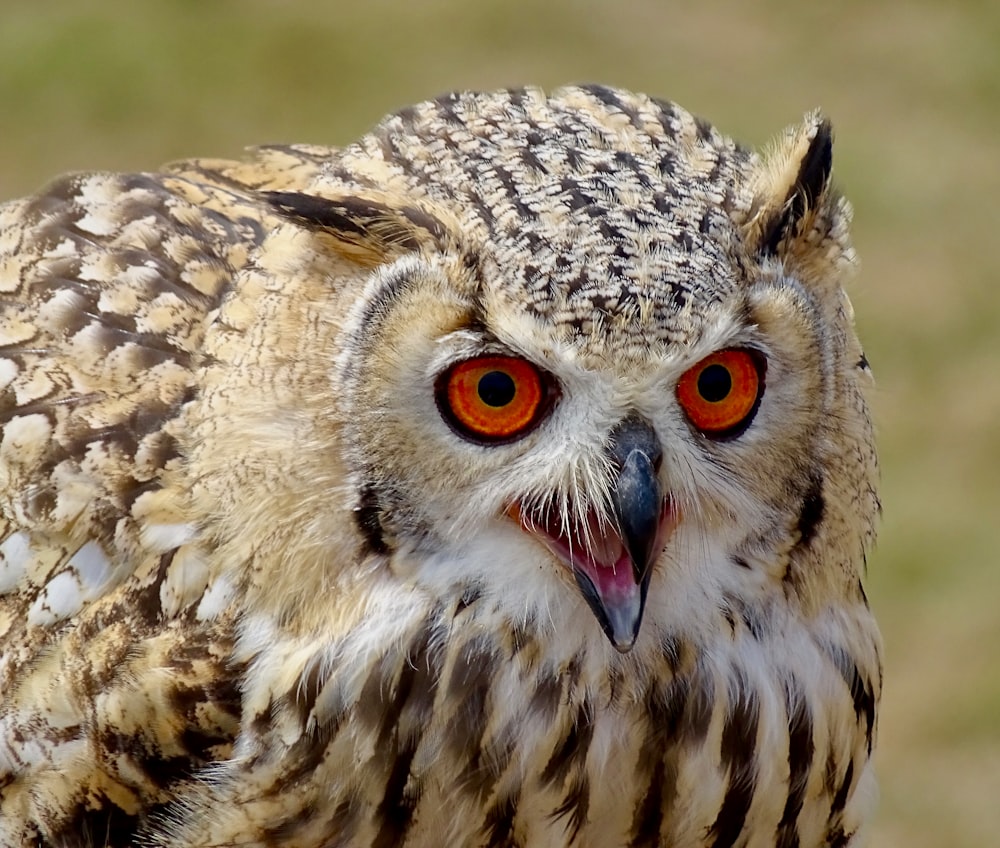 macro photography of great horned owl