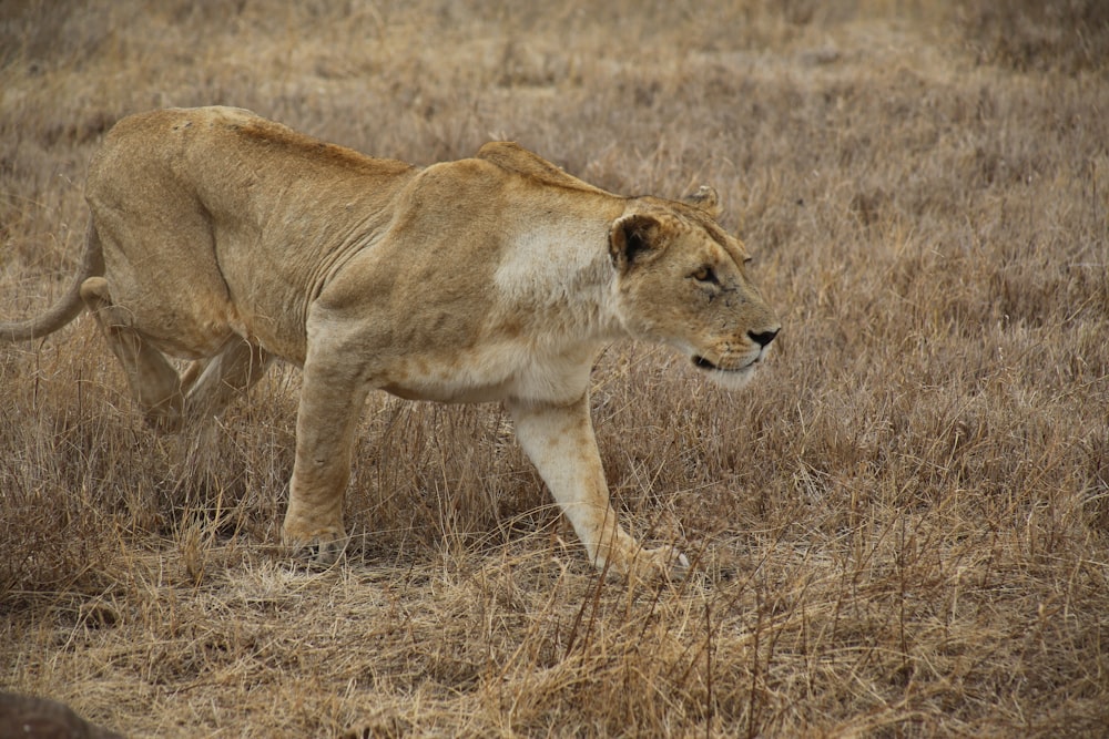 lioness on brown field