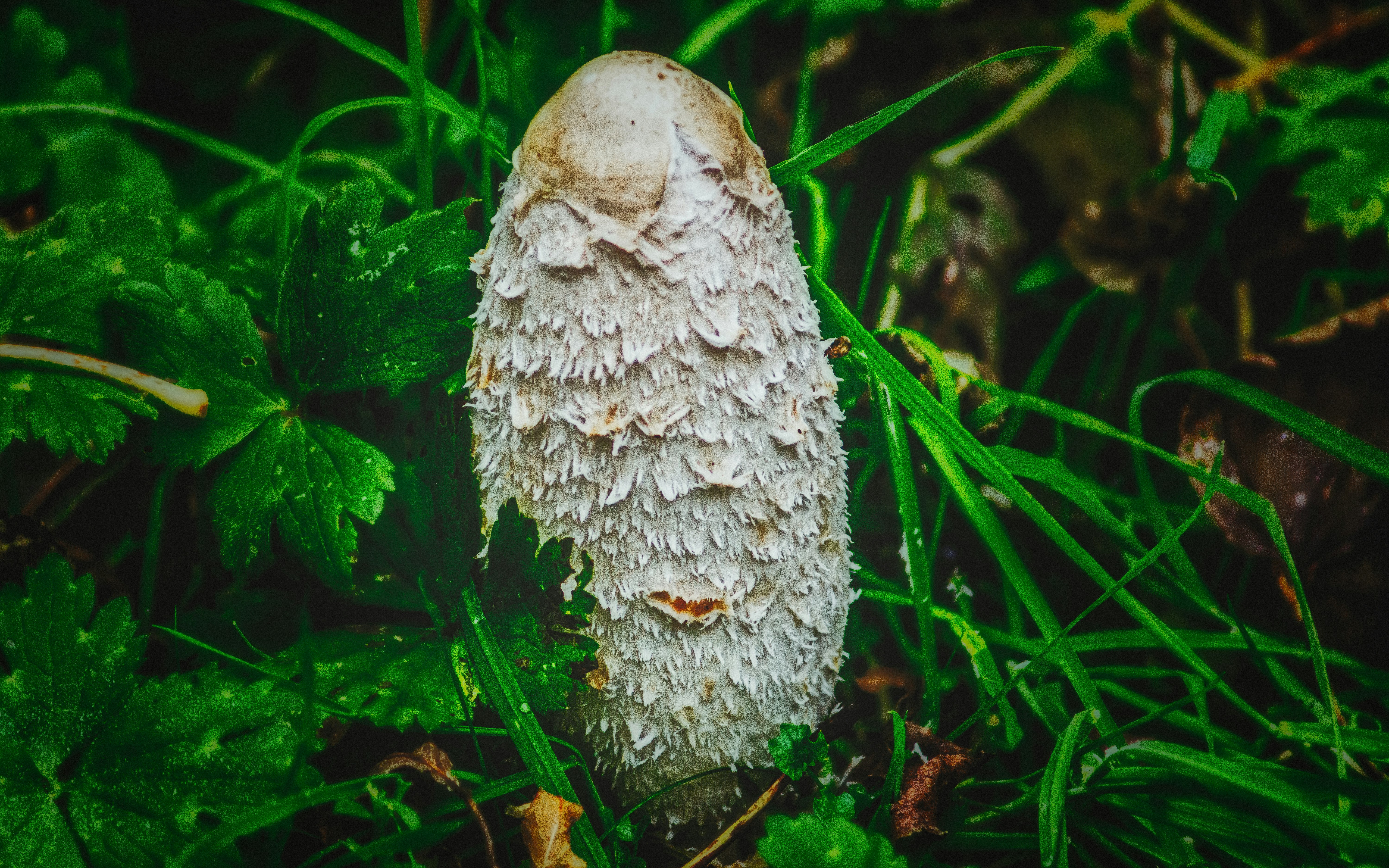 macro photography of brown mushroom