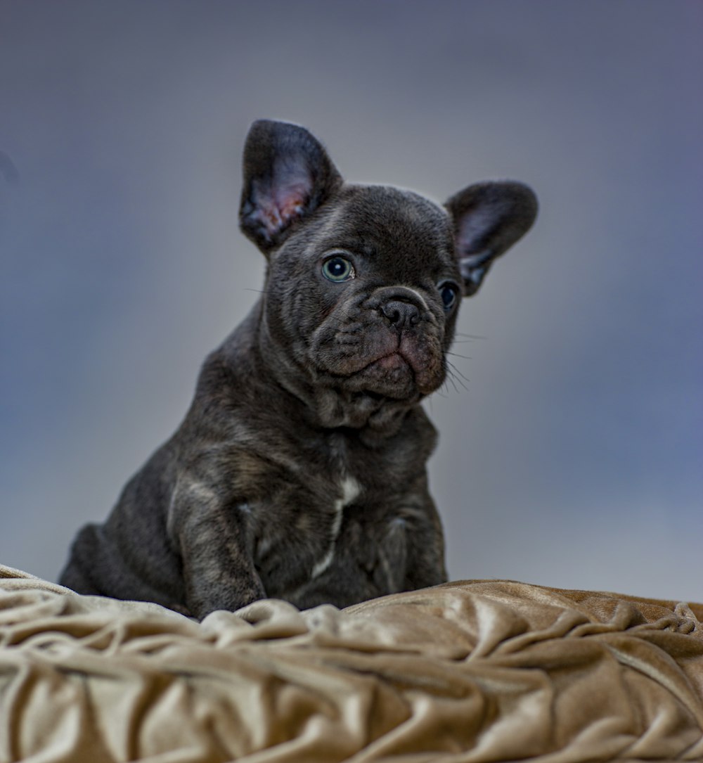 macro photography of gray French bulldog