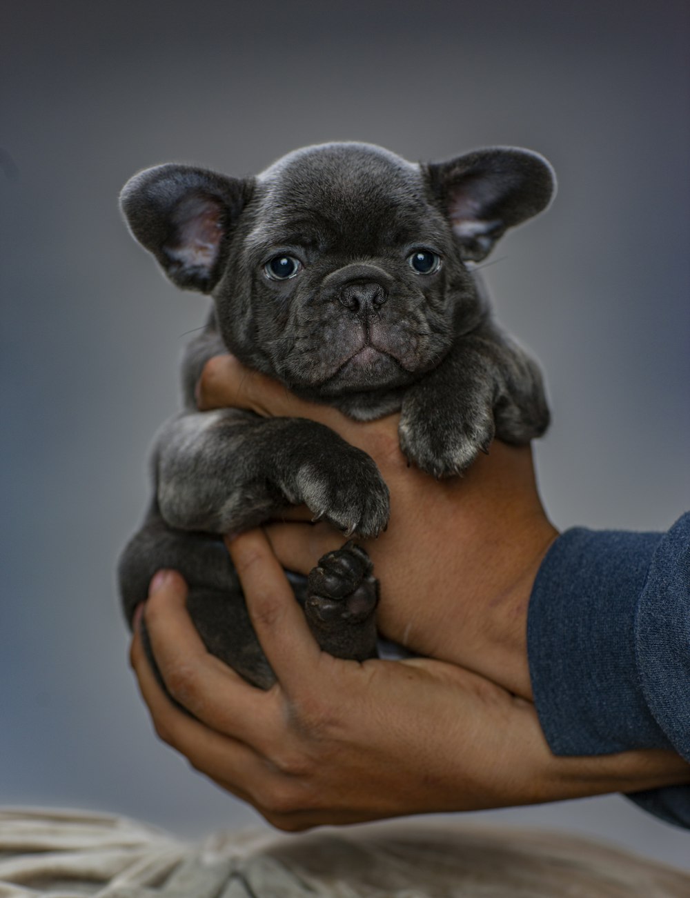 black French bulldog puppy