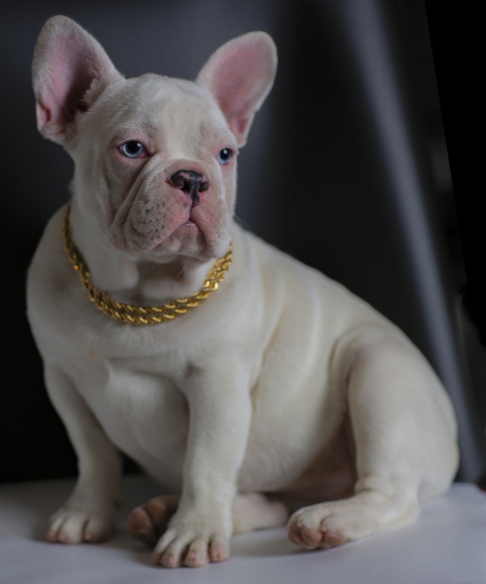 macro photography of French bulldog with gold-colored necklace