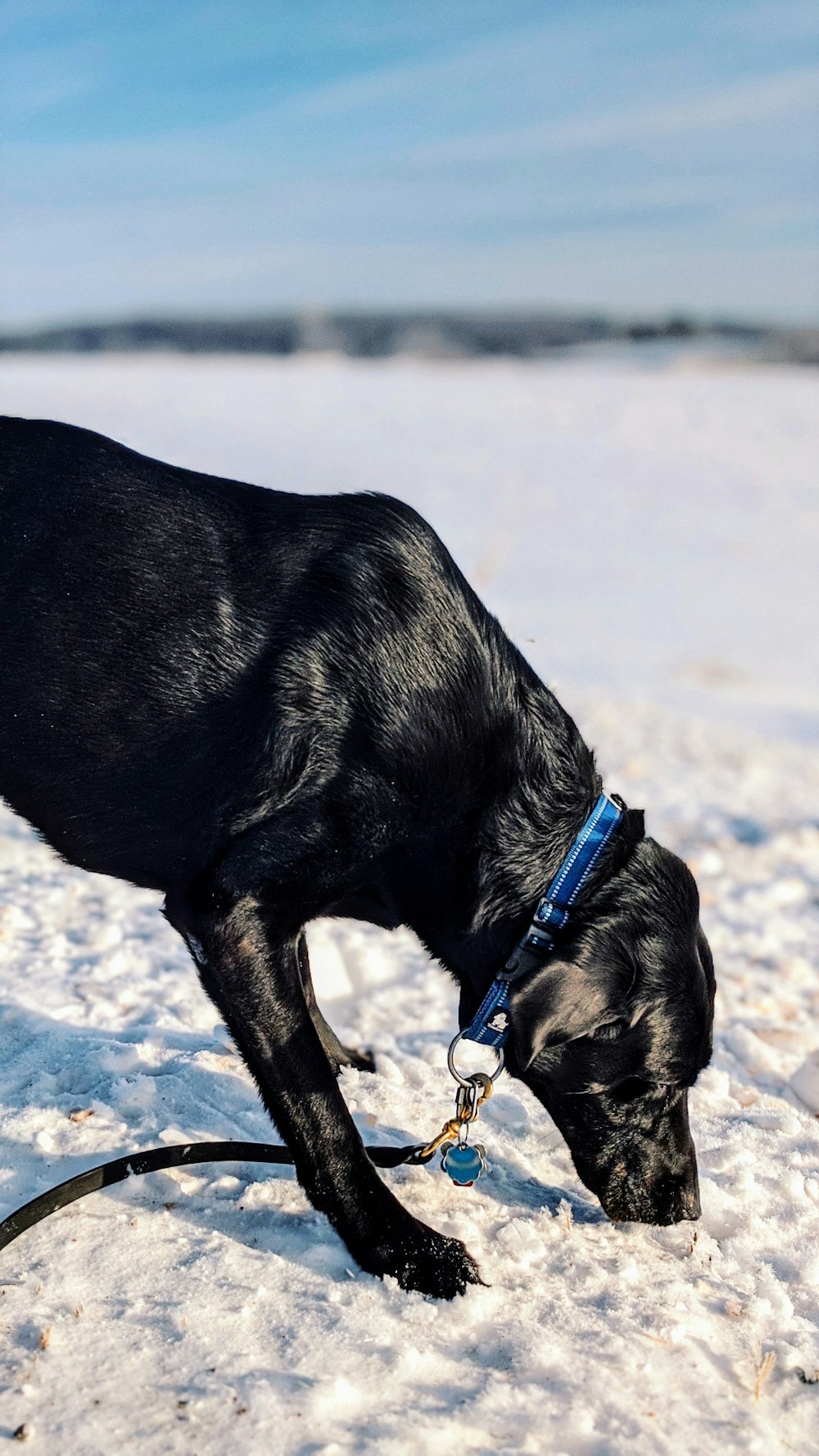 black Labrador retriever with leash and collar smelling the snow at the snowfield during day