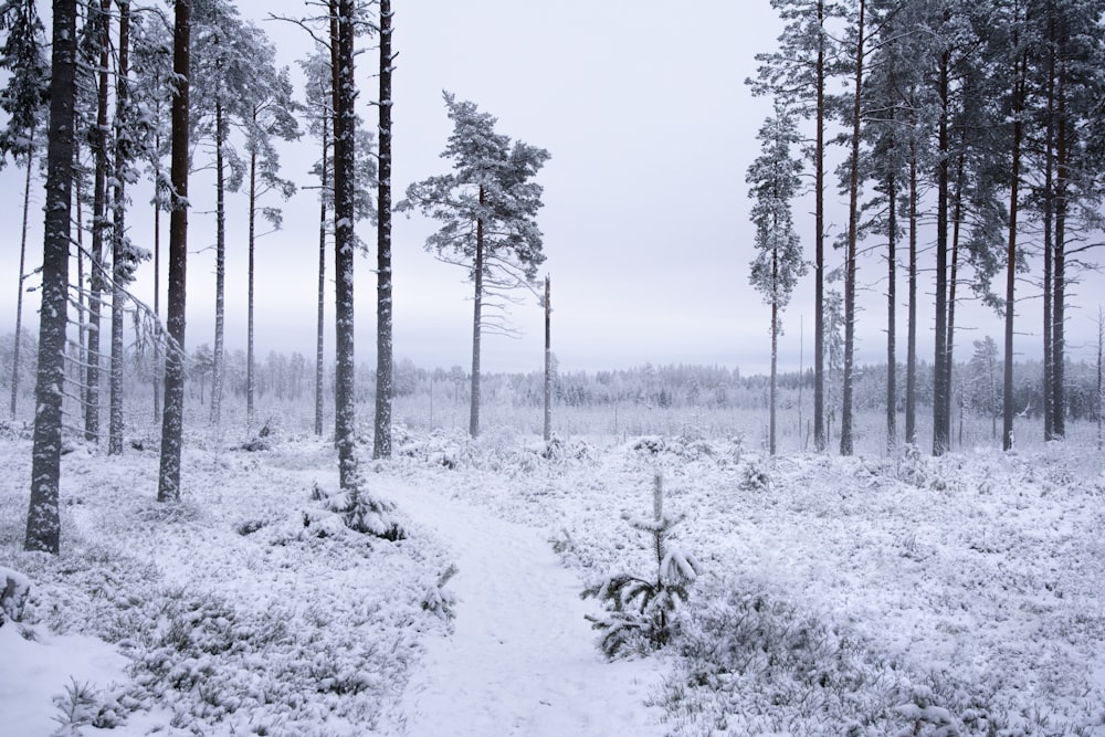 pine trees