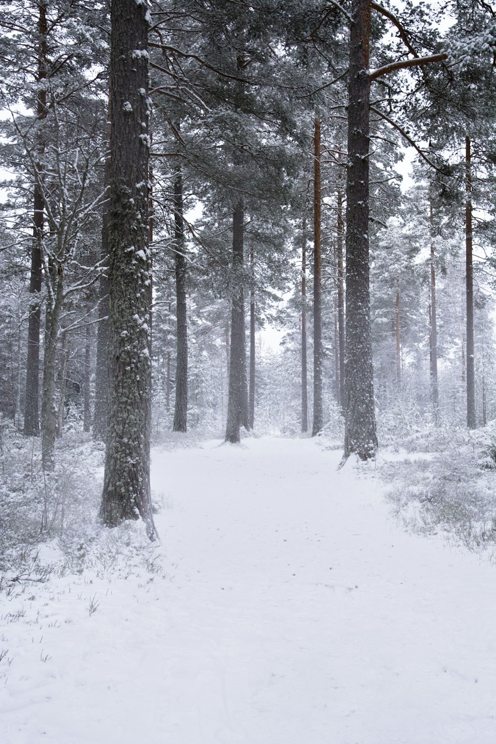 snow covered trees during daytime