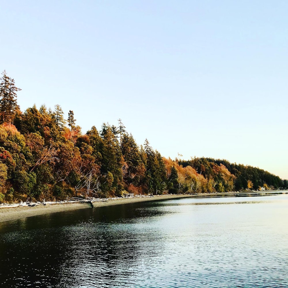 trees beside body of water during daytime