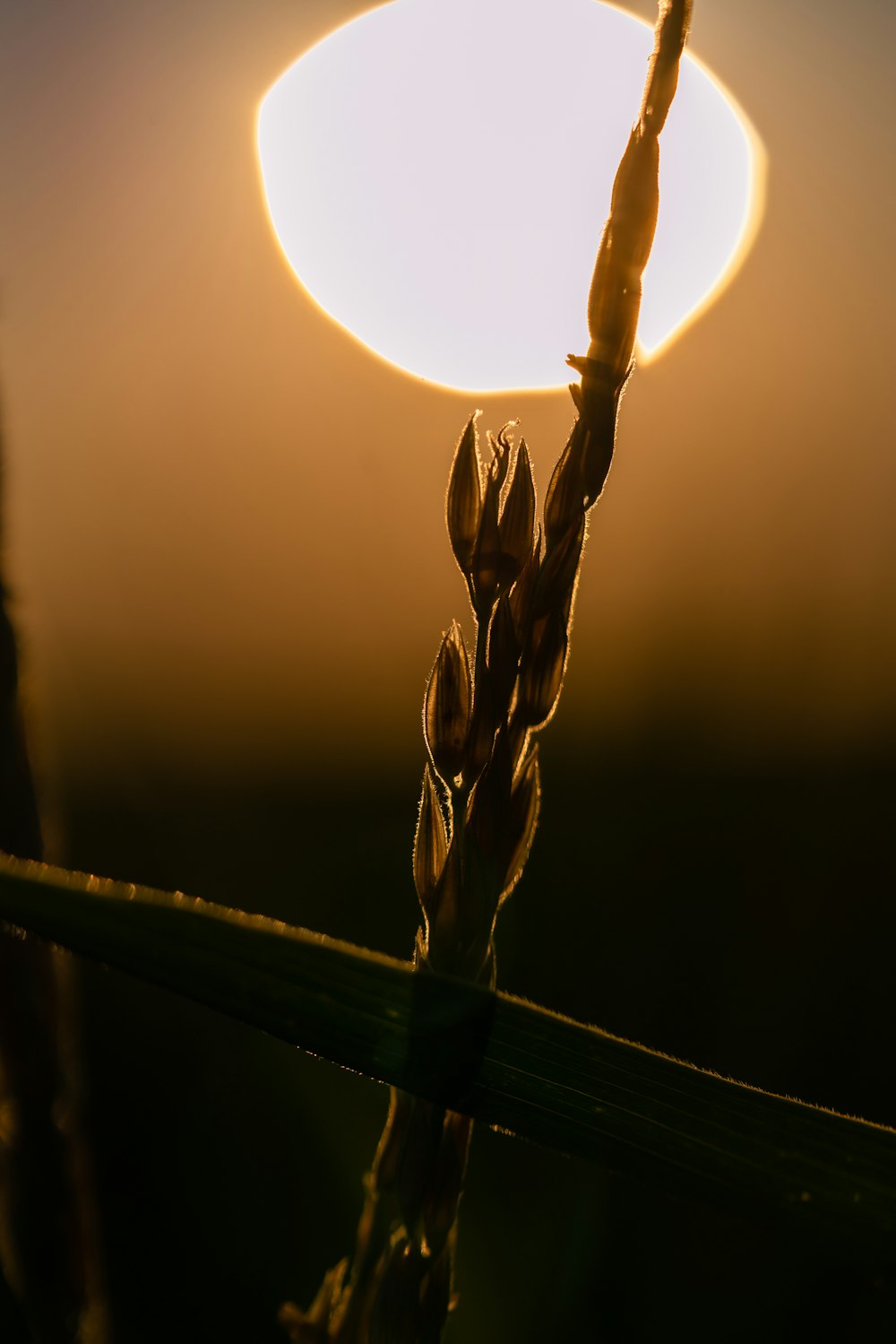 selective focus photography of brown plant during daytime