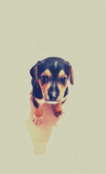 A small puppy with black and brown fur looks up, sitting on a light-colored tiled floor. The puppy's ears are floppy, and it has a curious expression on its face.