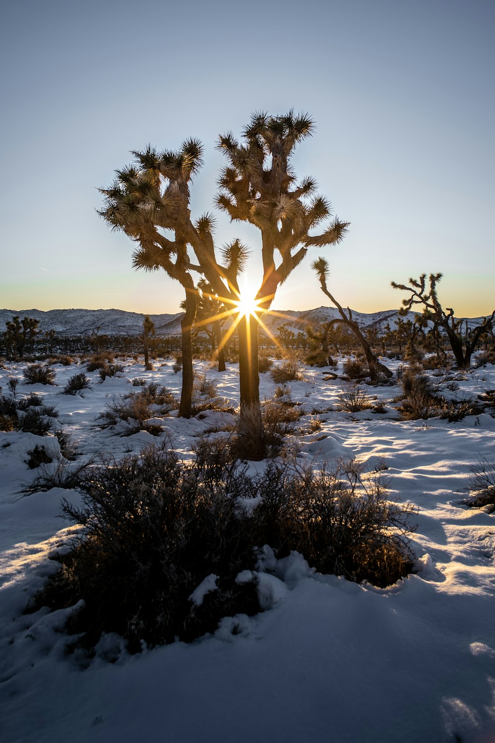 árboles cubiertos de nieve