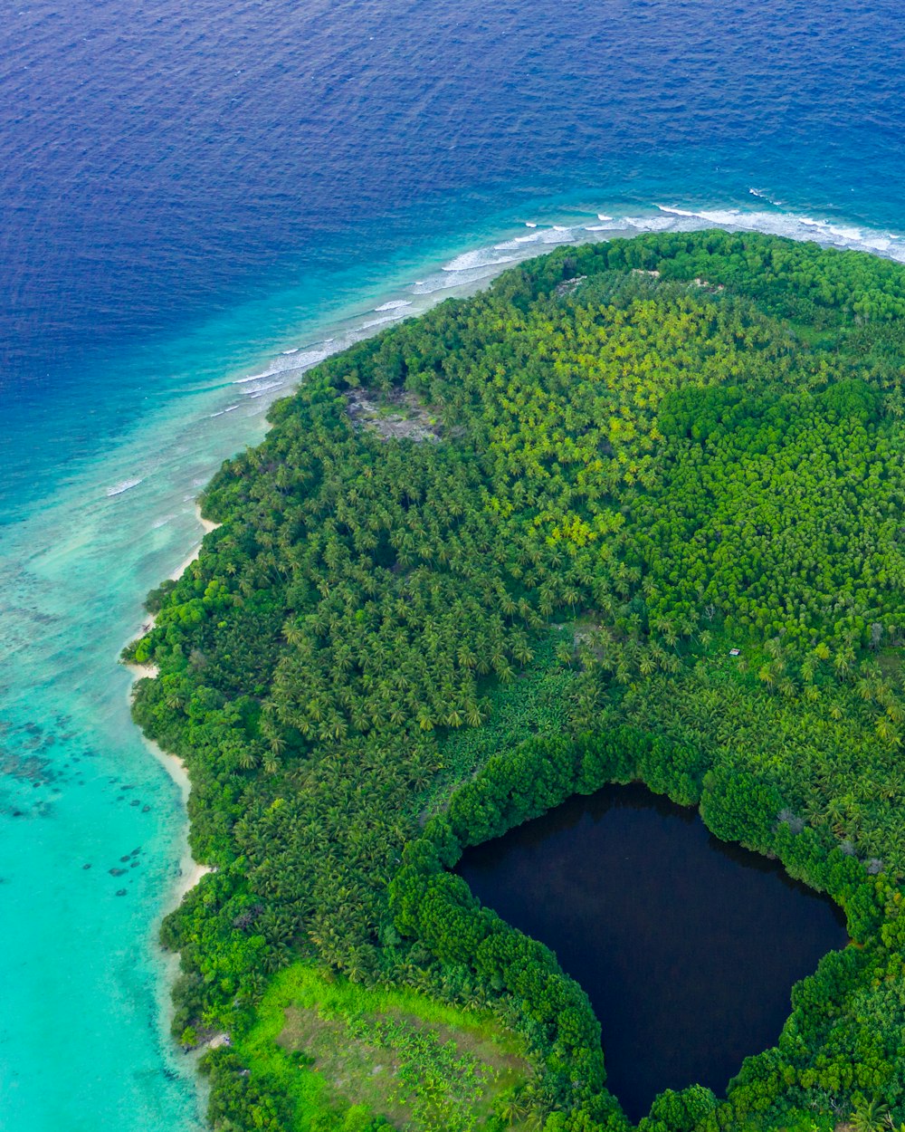 aerial photo of trees