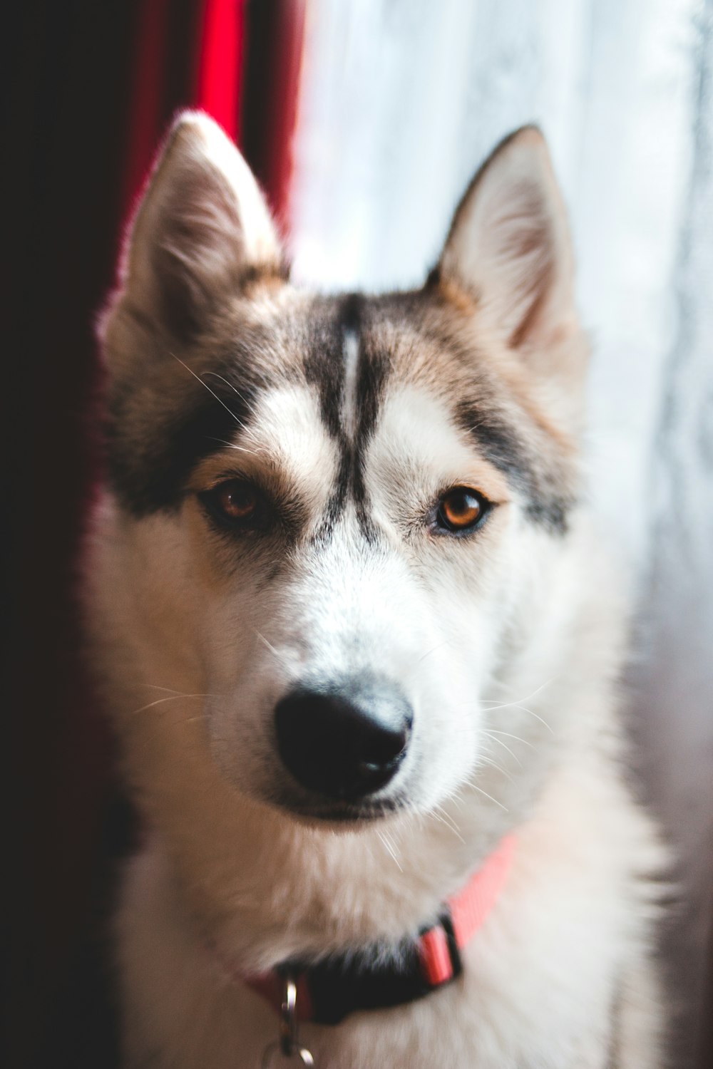 Siberian husky