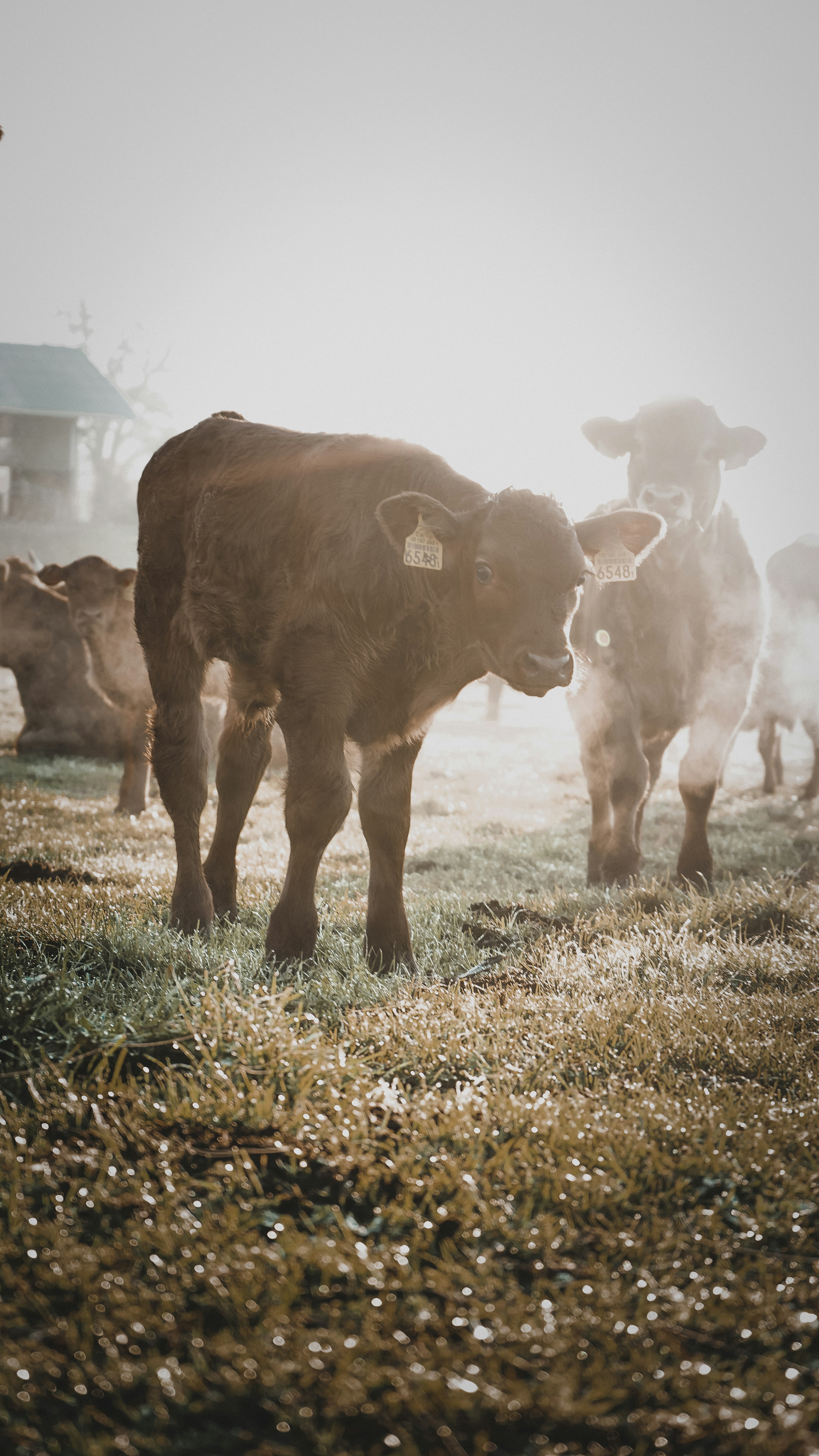 brown cow