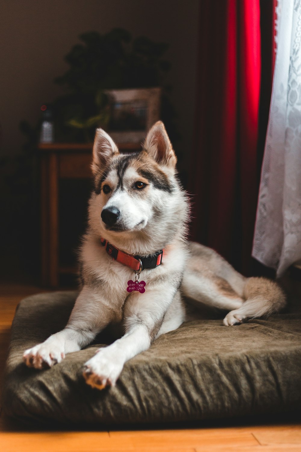 adult white, black, and brown Siberian husky lying on brown pet bed beside window