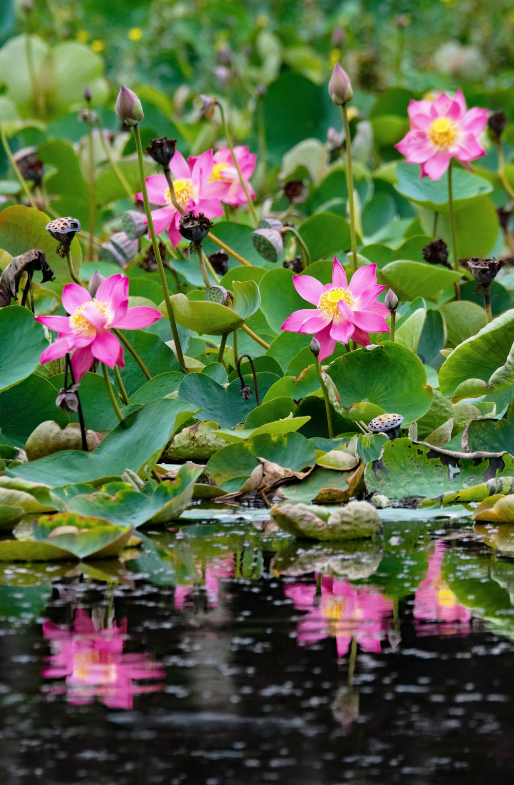 Flachfokusfotografie einer grünblättrigen Pflanze mit rosa Blüten