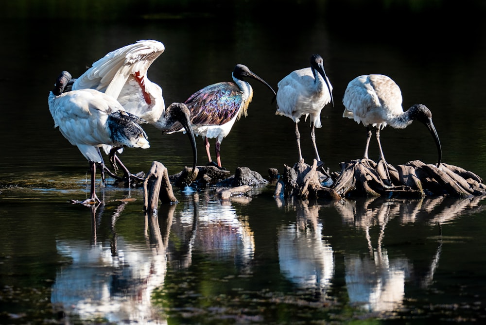 flock of birds photograph