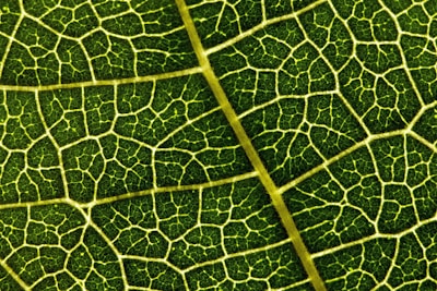 green leaf