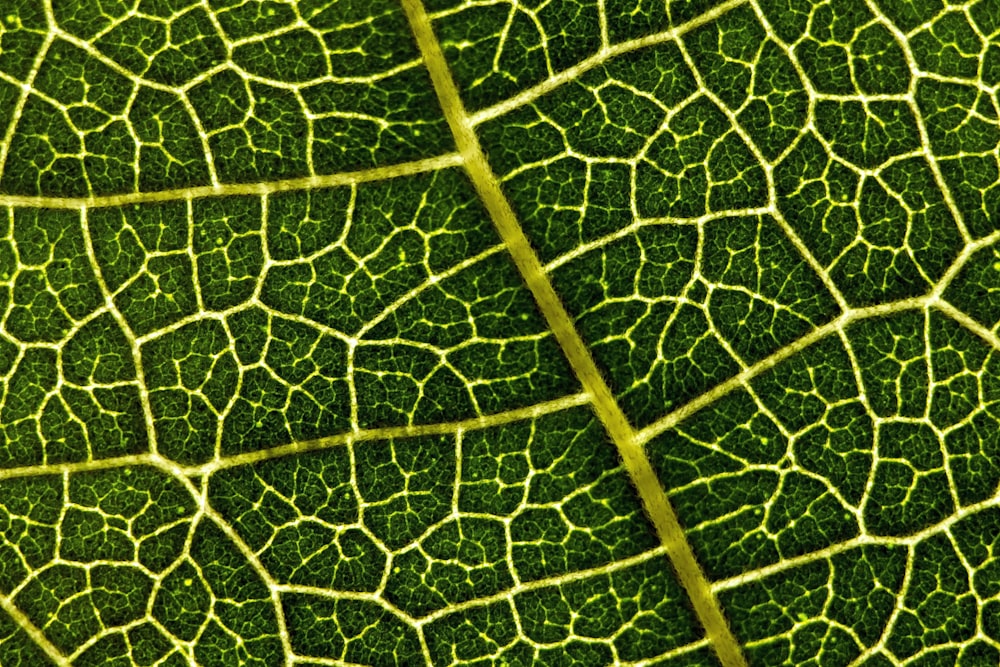 green leaf