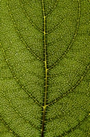 A close-up view of a green leaf showing its intricate vein patterns. The veins create a complex network across the surface, highlighting nature's detailed design.