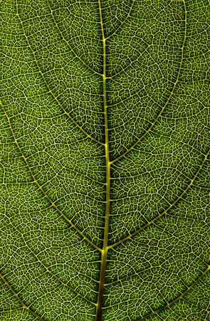 A close-up view of a green leaf showing its intricate vein patterns. The veins create a complex network across the surface, highlighting nature's detailed design.