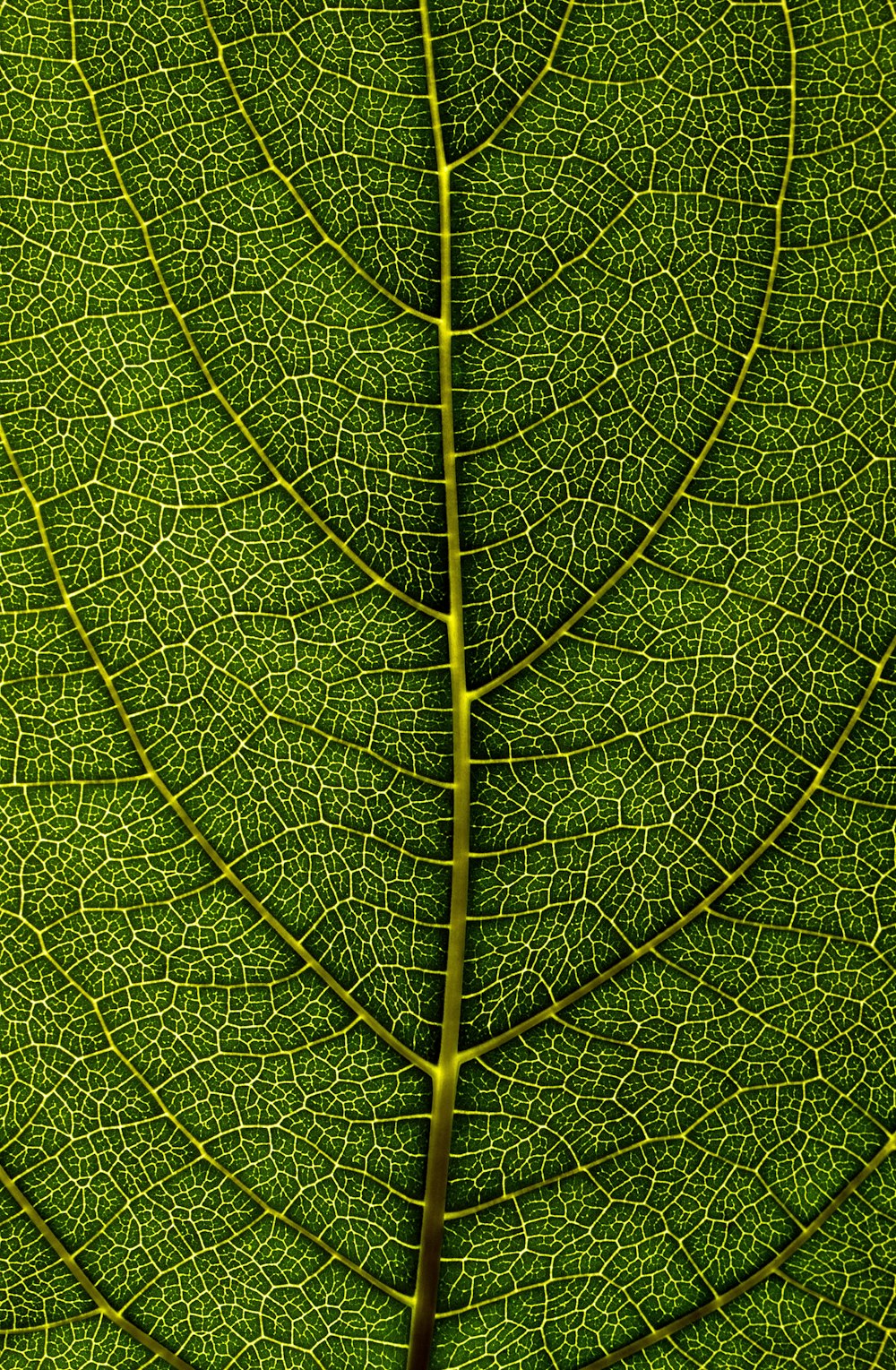 pianta a foglia verde