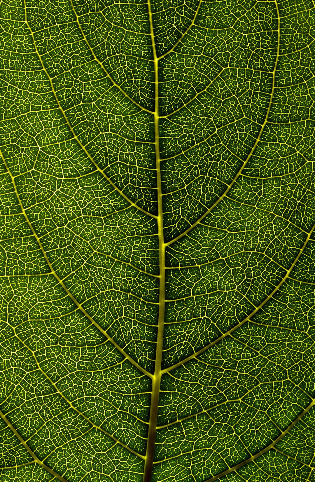 Leaf Texture Pictures | Download Free Images on Unsplash