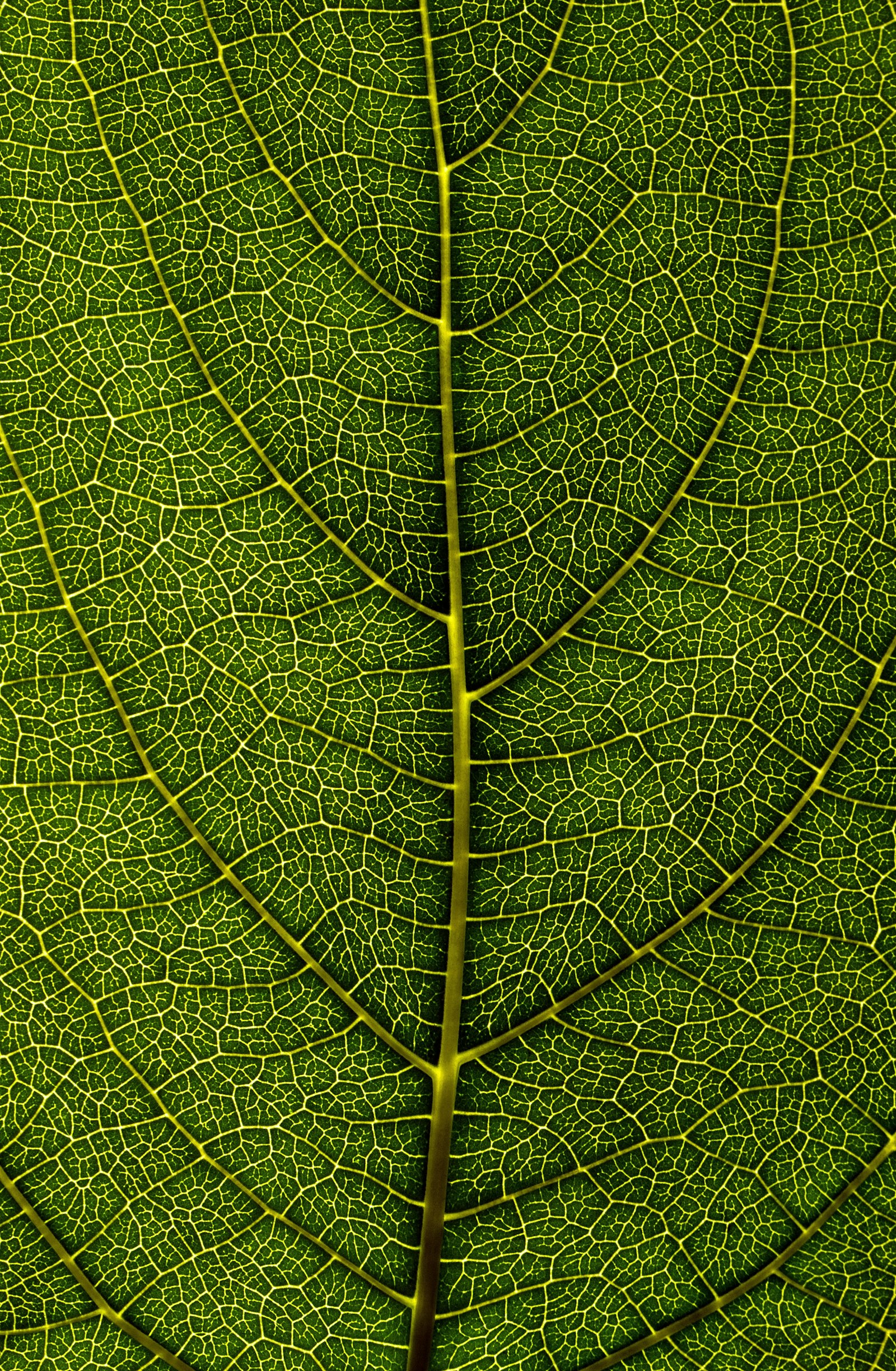Nikon D5600 + Tamron SP 90mm F2.8 Di VC USD 1:1 Macro sample photo. Green-leafed plant photography