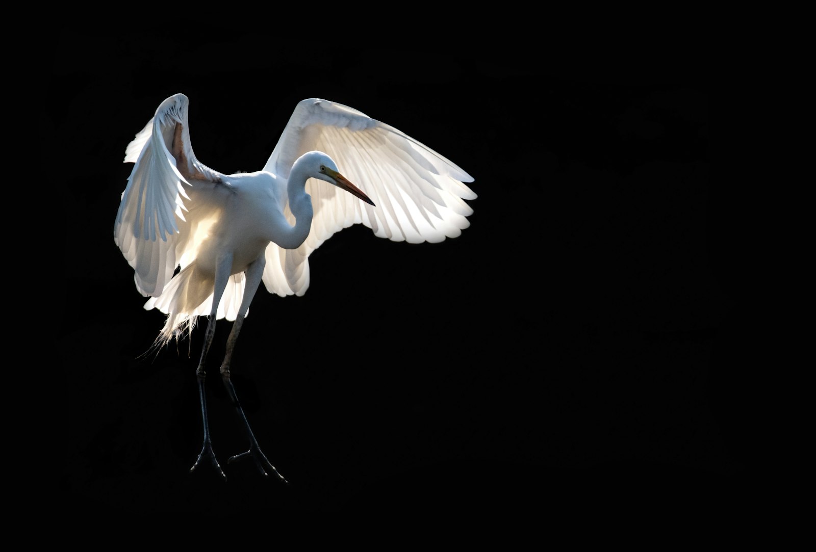 Sigma 150-600mm F5-6.3 DG OS HSM | S sample photo. White bird spreading it's photography