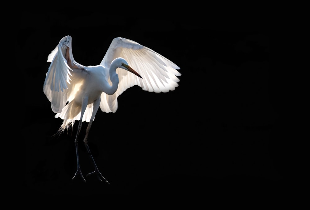pájaro blanco extendiendo sus alas