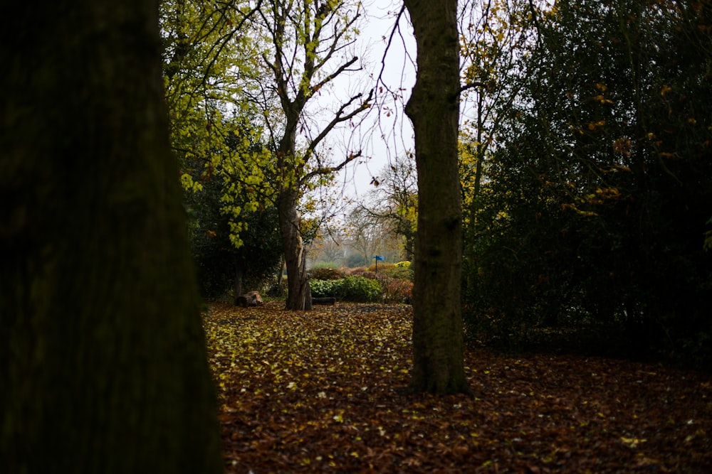 a park with trees and leaves on the ground