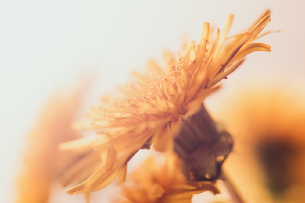 macro photography of brown flower