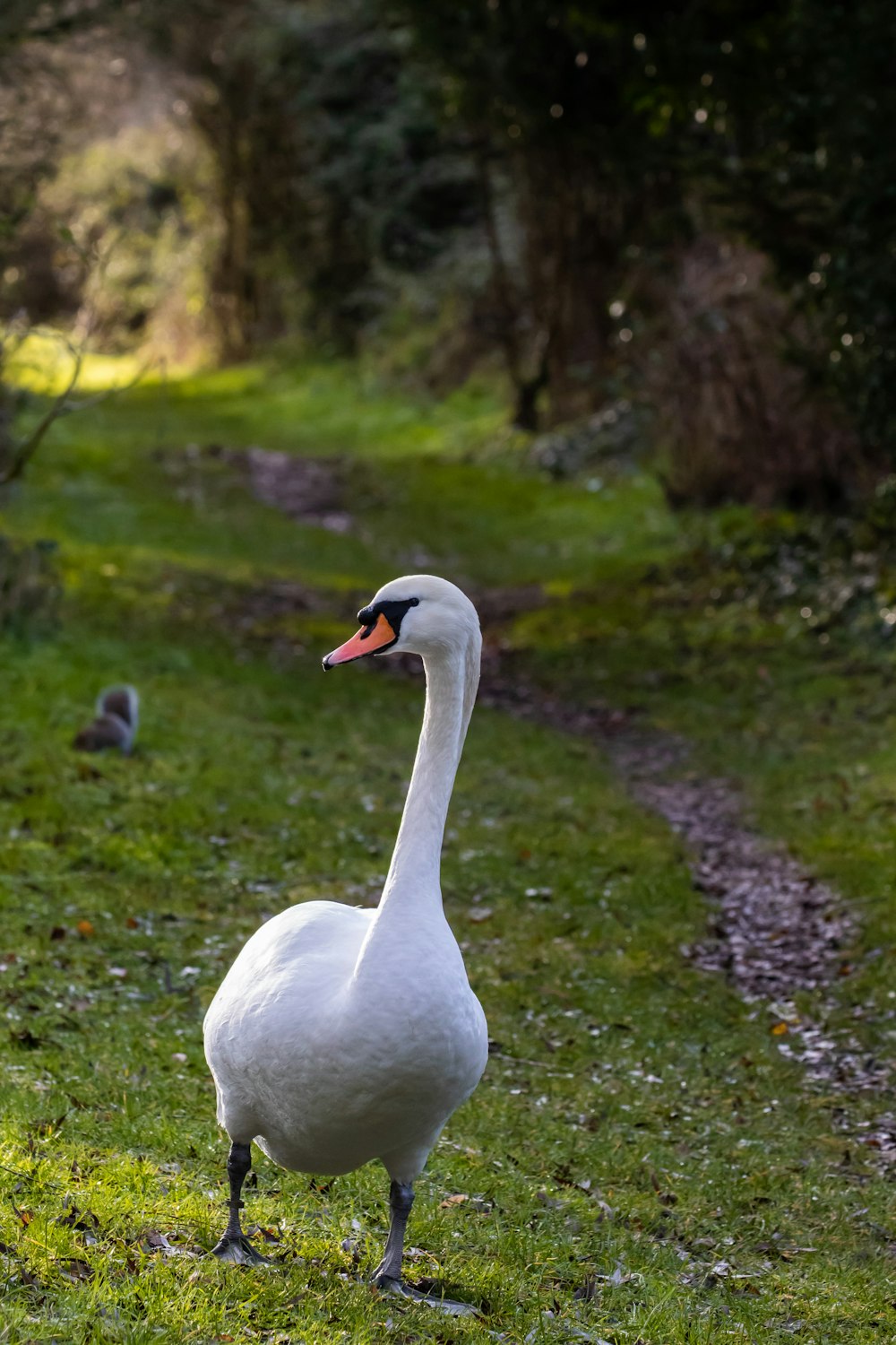 white goose