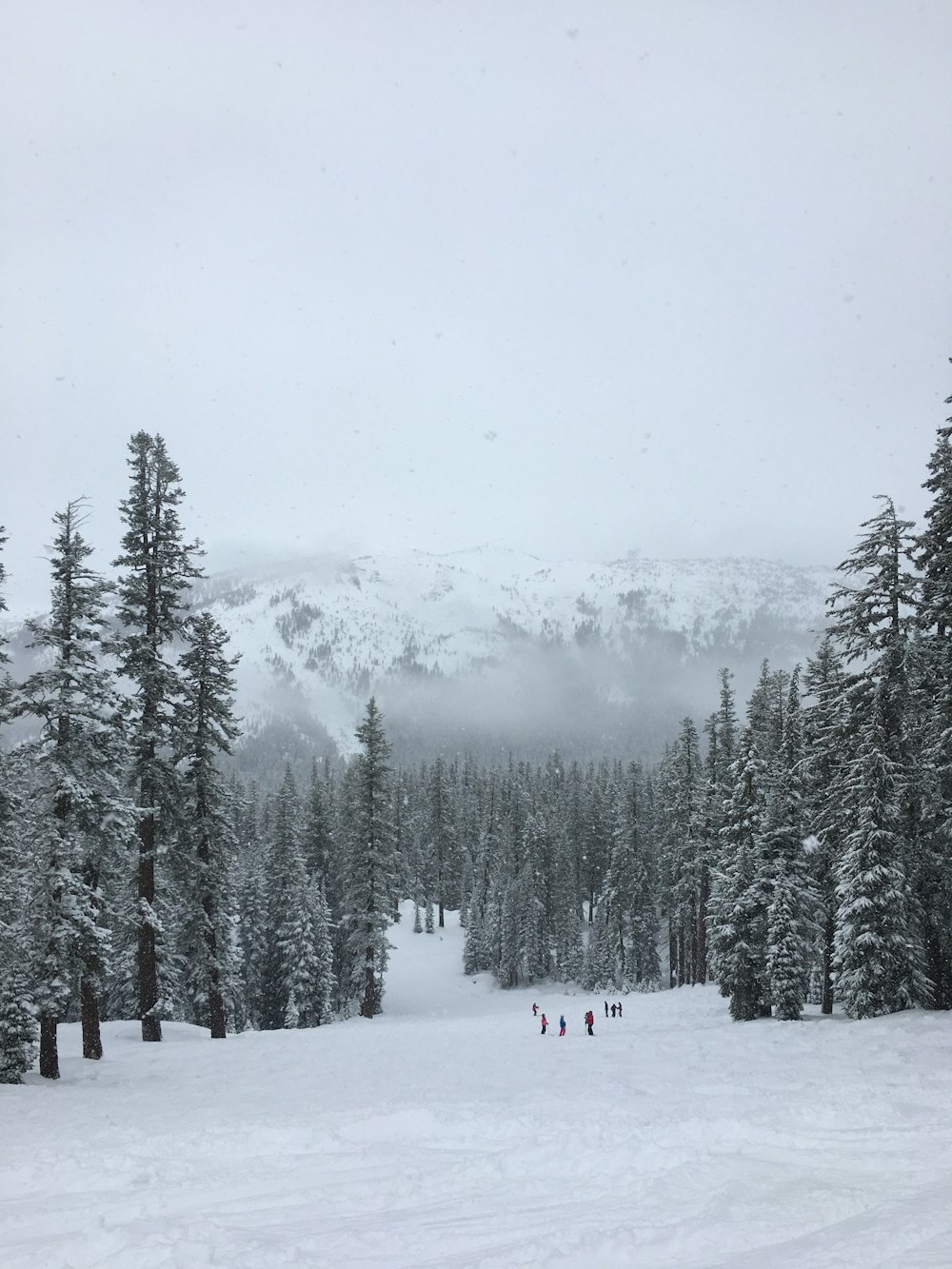 trees covered with snow