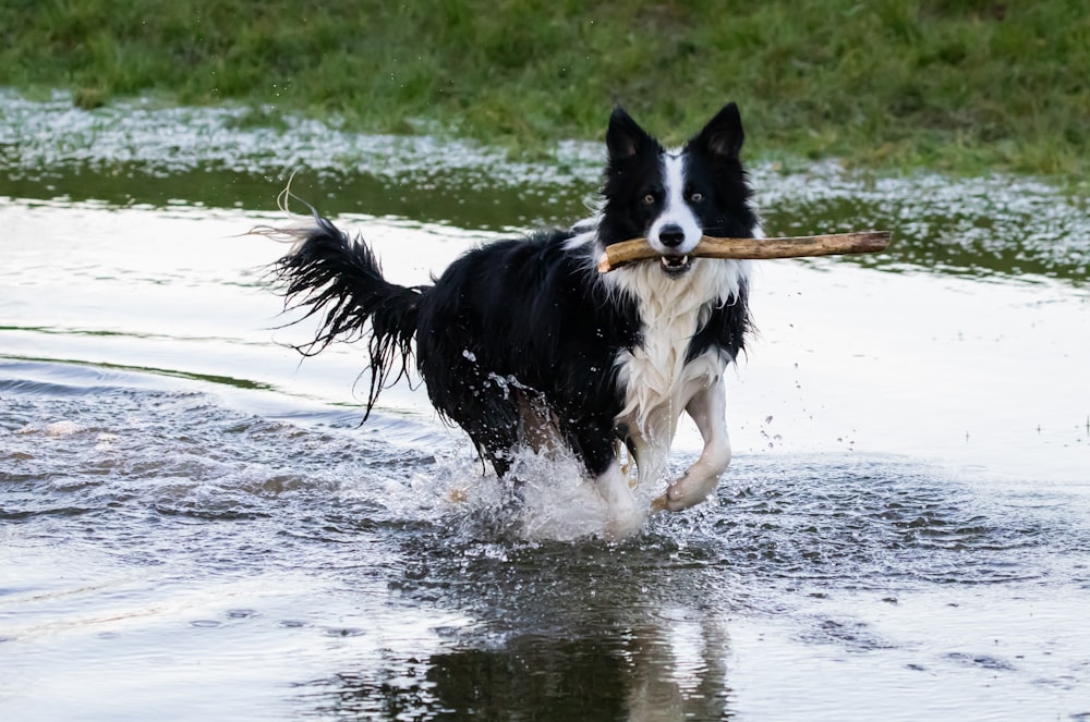 medium-coated black and white dog biting brown stick