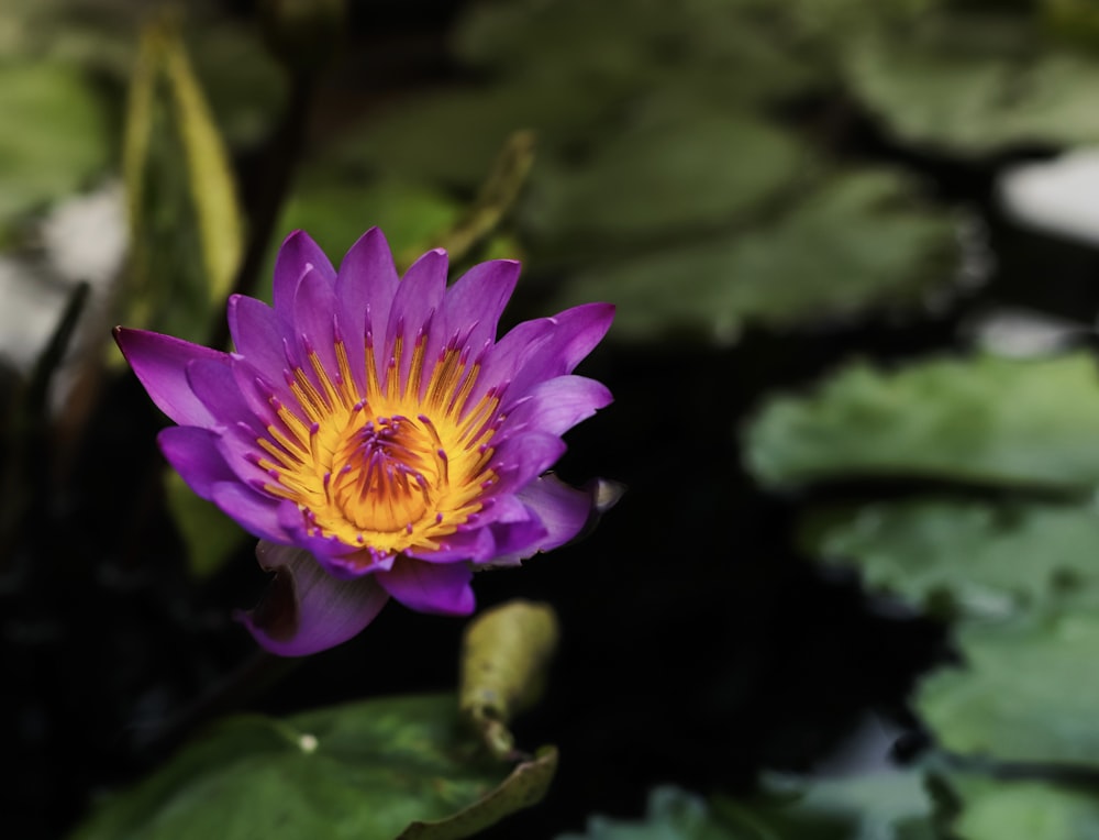 shallow focus photography of purple and yellow lotus flower