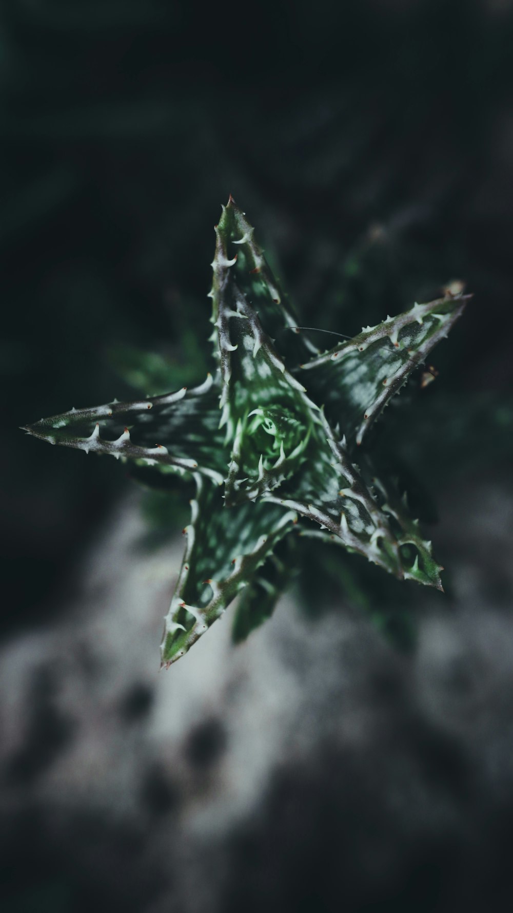 shallow focus photography of green-leafed plant