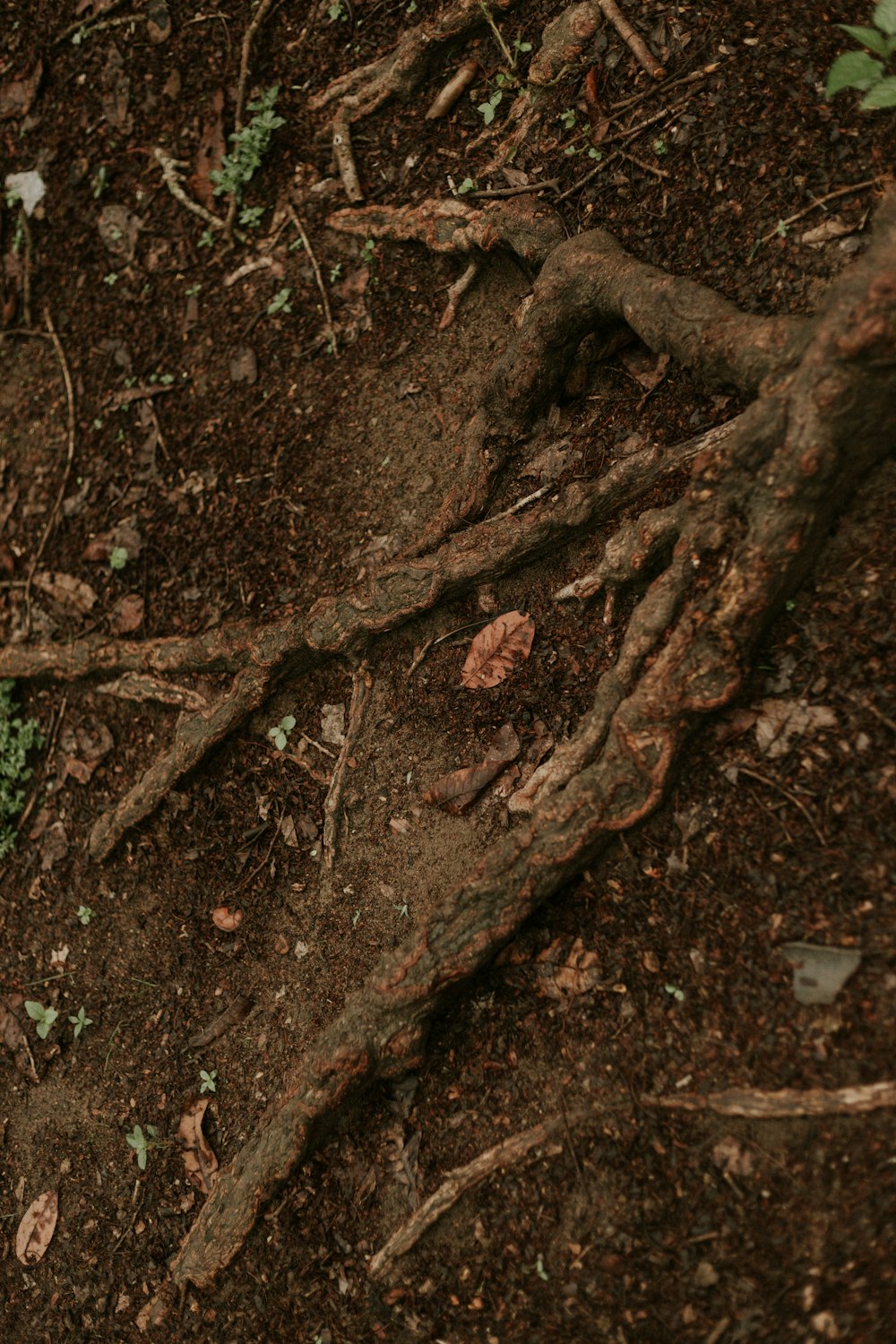 a brown bear laying on top of a dirt field